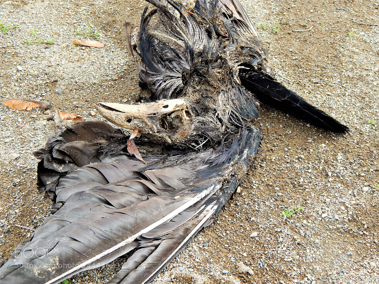 Nikon Coolpix L820 sample photo. Rattle snake lake photography