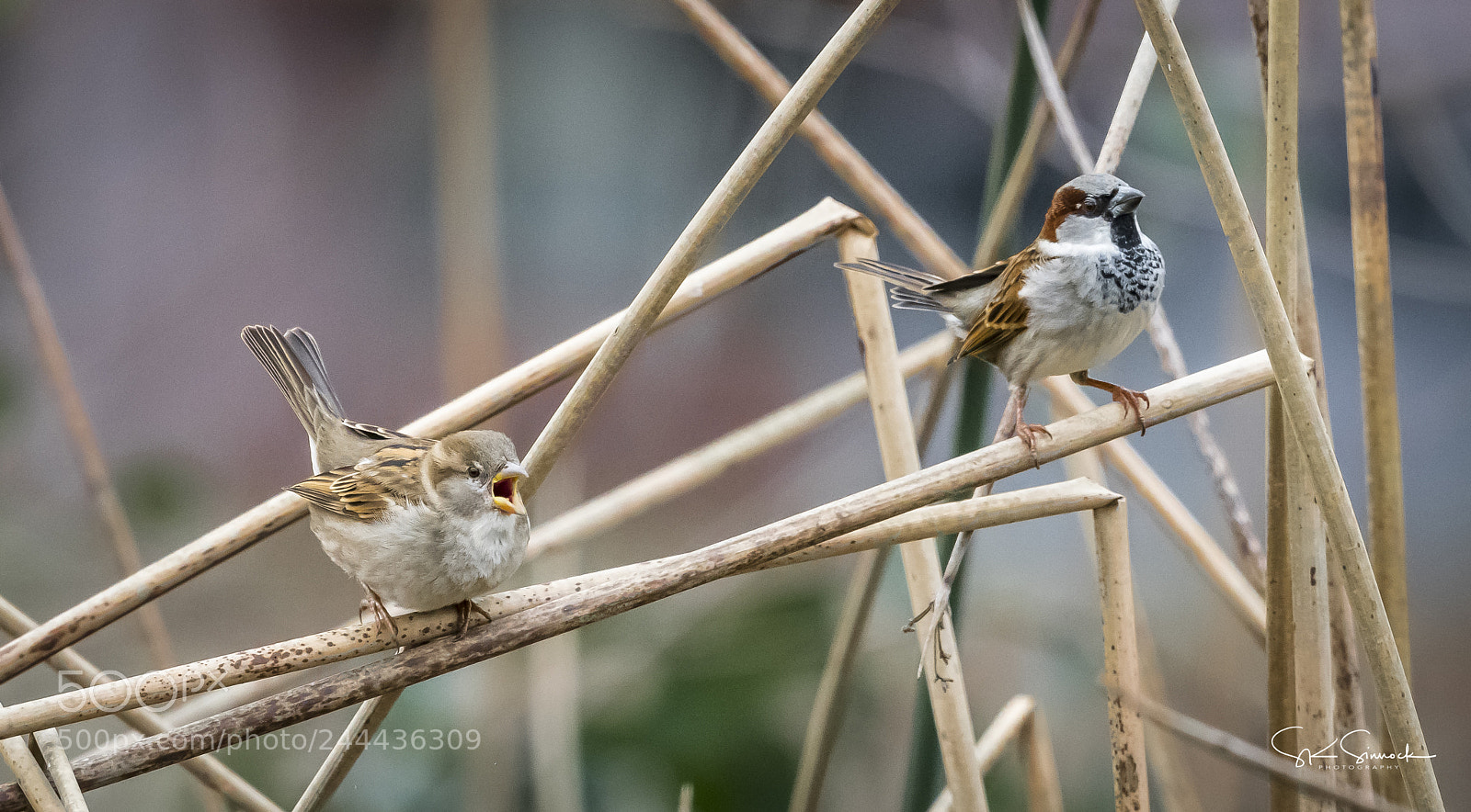 Nikon D850 sample photo. House sparrows photography