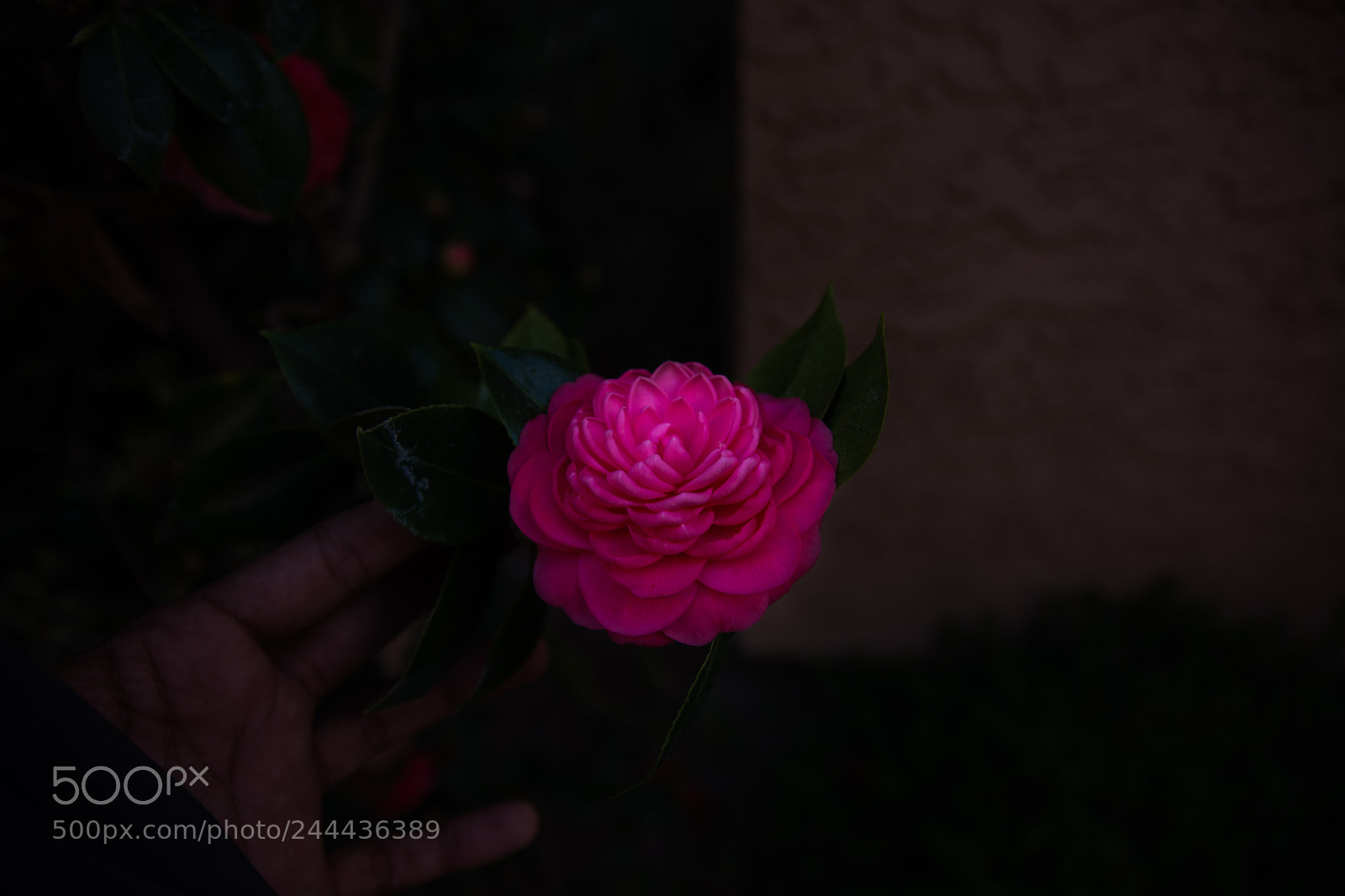 Nikon D7100 sample photo. Flower in bellflower photography