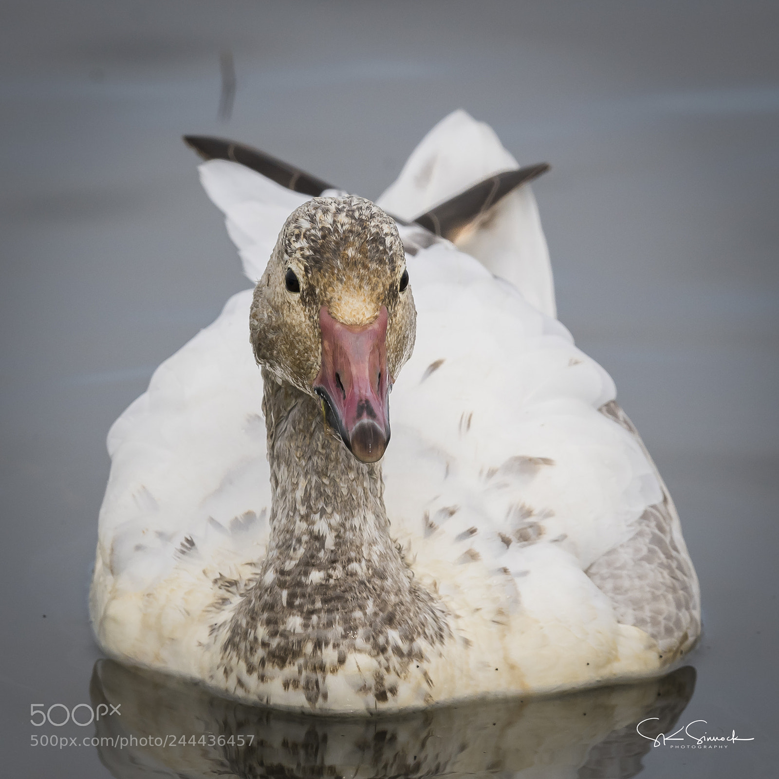 Nikon D850 sample photo. Snow goose photography