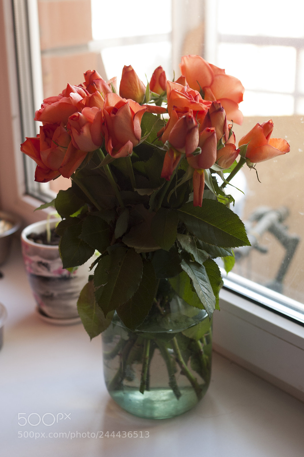 Nikon D70s sample photo. Orange roses photography