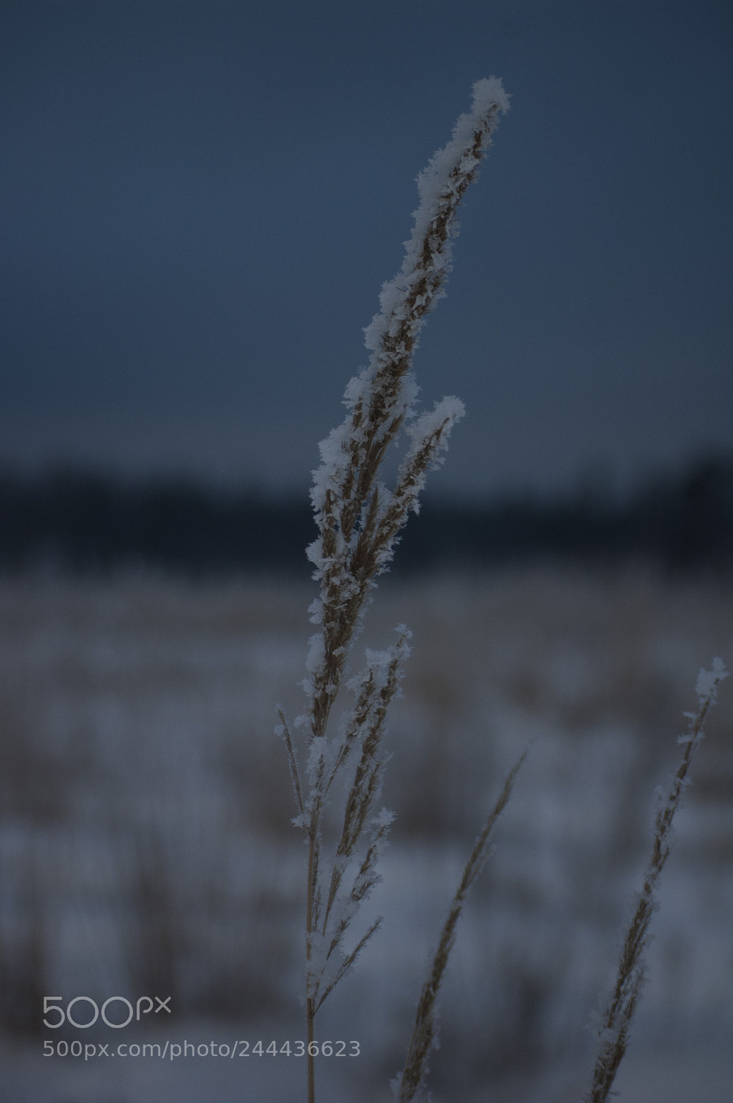 Nikon D70s sample photo. Frost photography