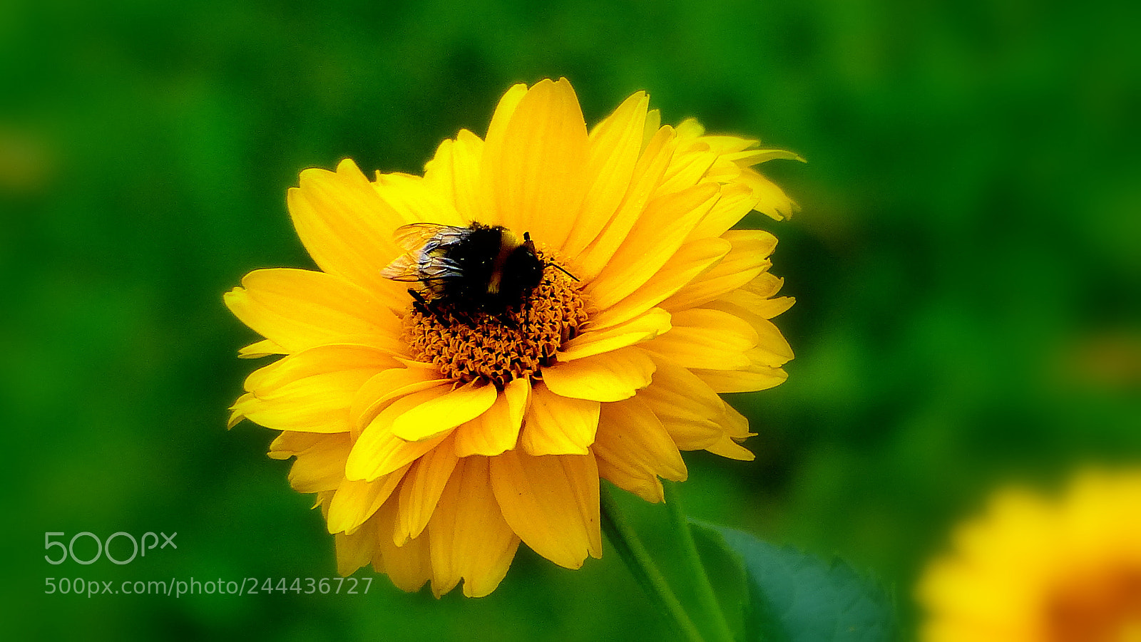 Panasonic Lumix DMC-FZ200 sample photo. Bumblebee. photography