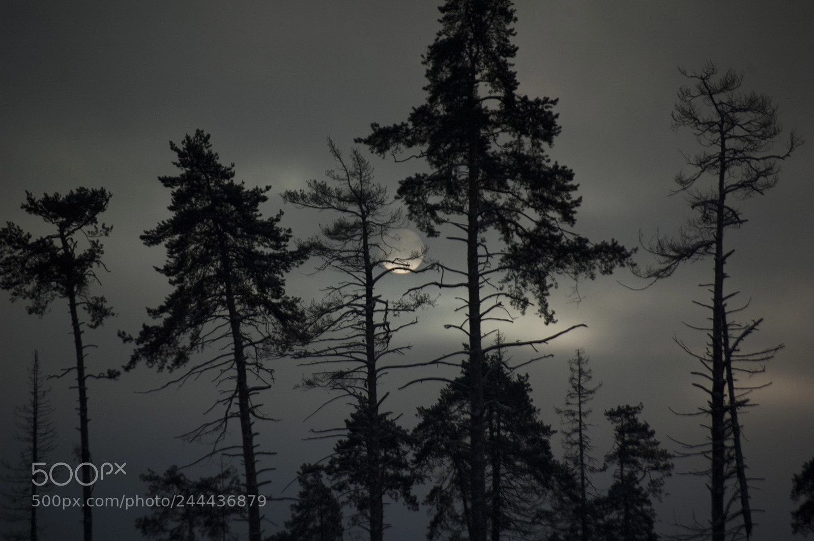Nikon D70s sample photo. Early morning photography