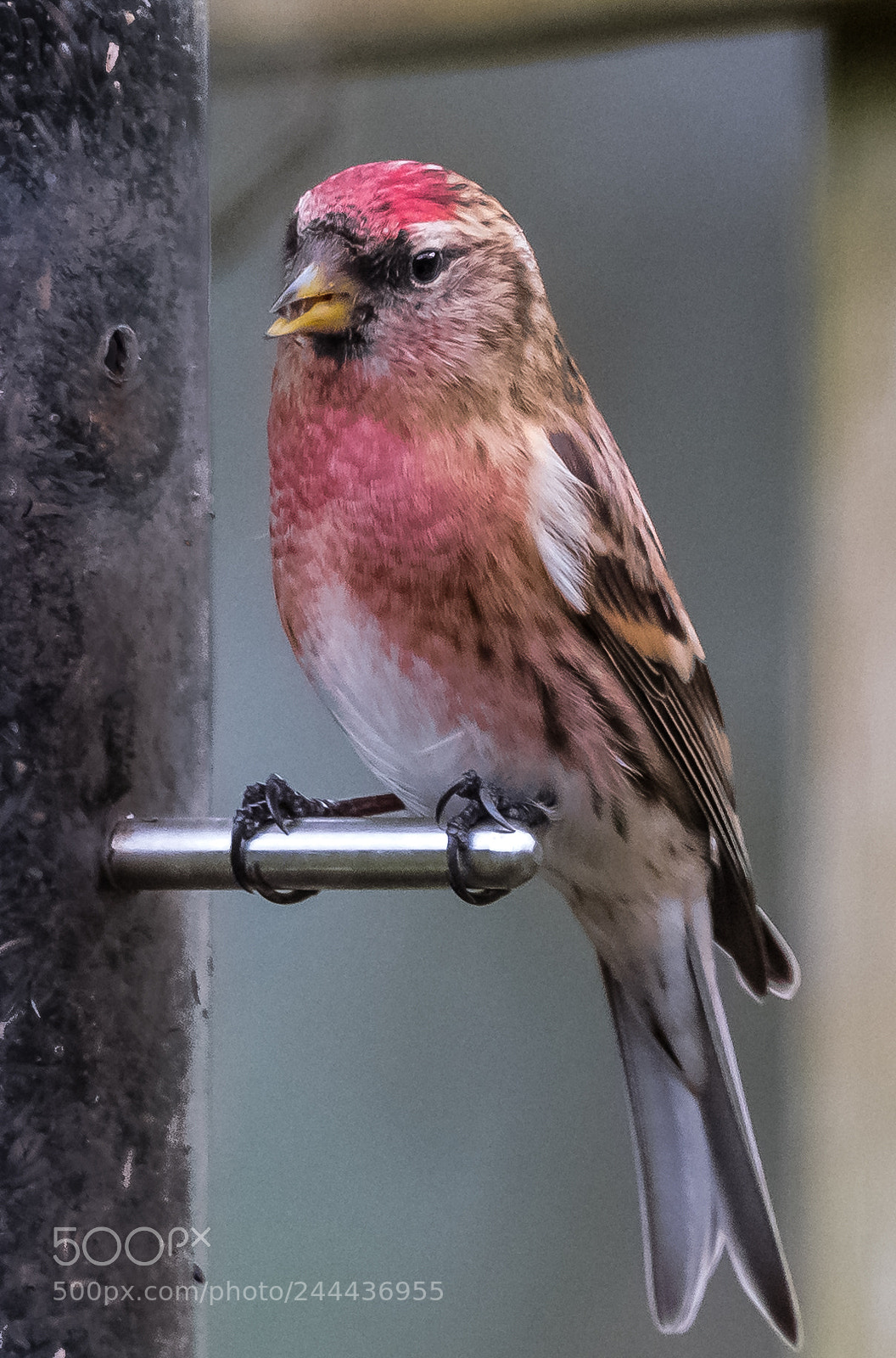 Nikon D850 sample photo. Nyger seed feeder photography