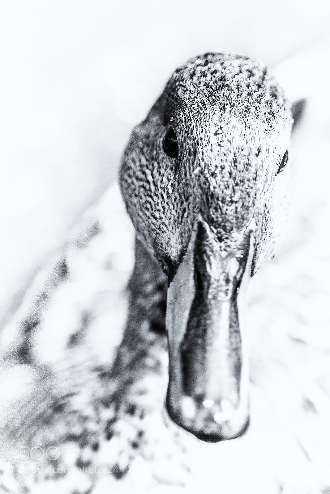 Sony a7R II sample photo. Portrait of a mallard photography
