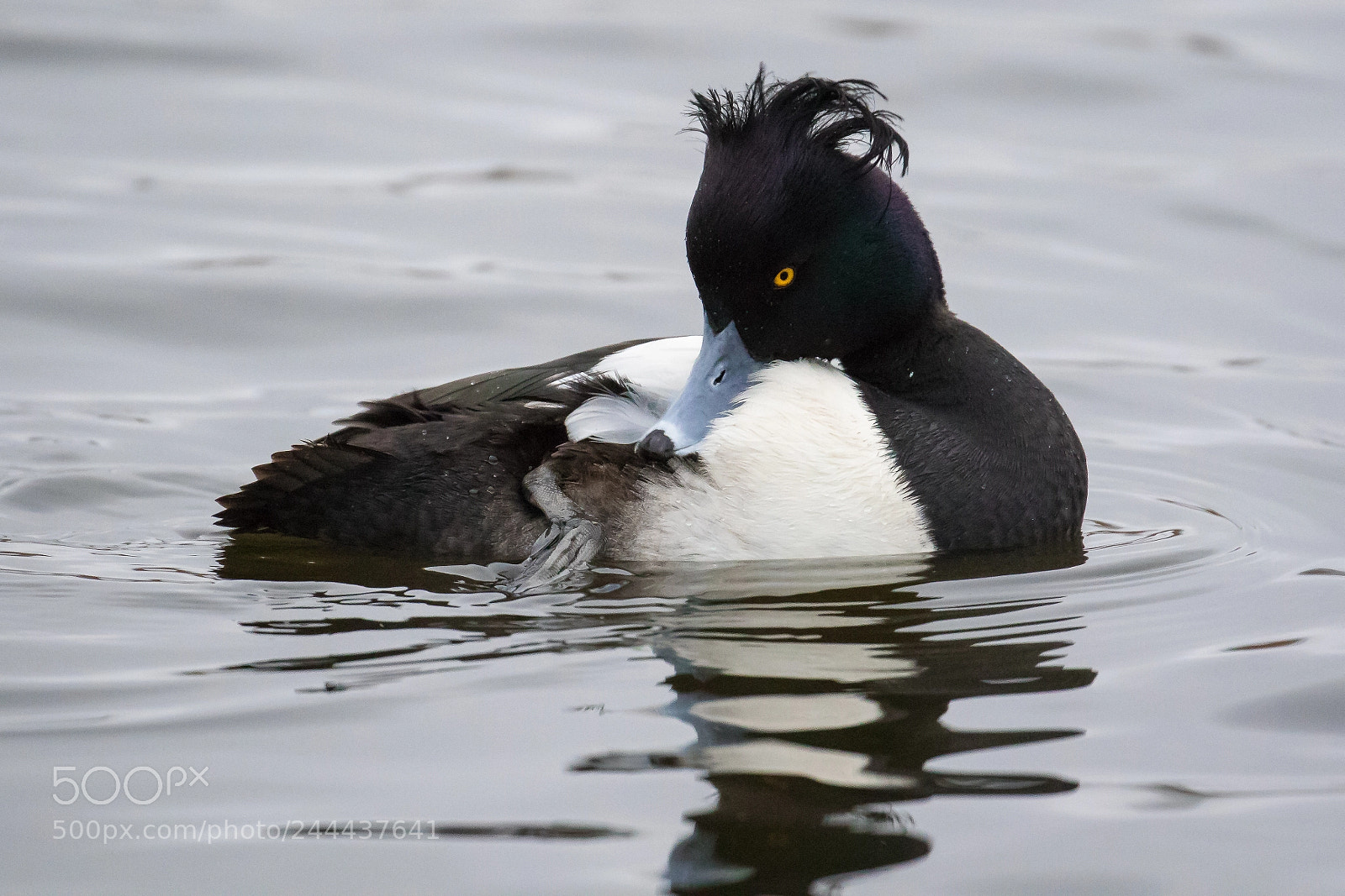 Canon EOS 7D Mark II sample photo. Male tufted duck aythya photography