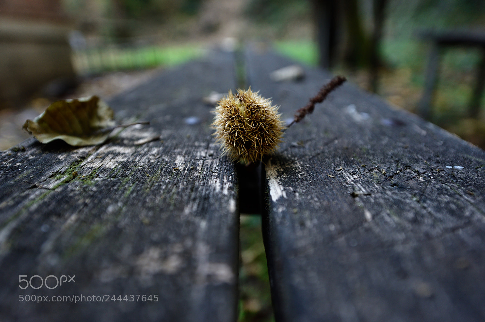 Nikon D810 sample photo. Lovely nature vii photography