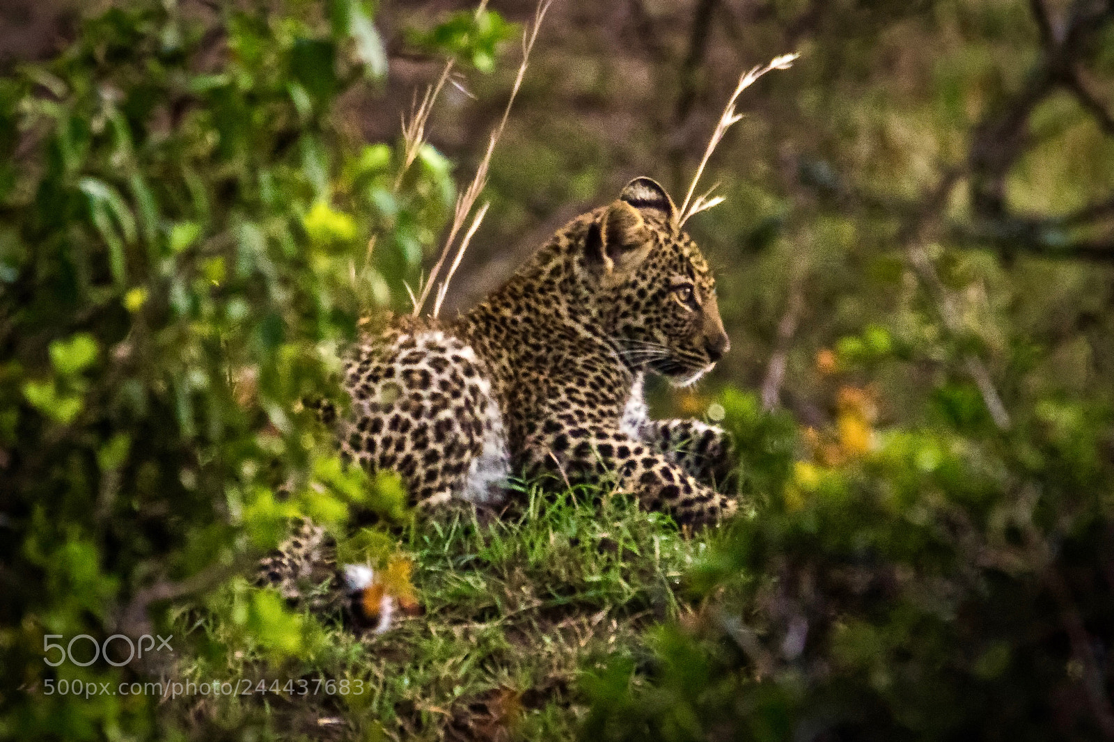 Canon EOS 7D Mark II sample photo. Tanzania - serengeti photography