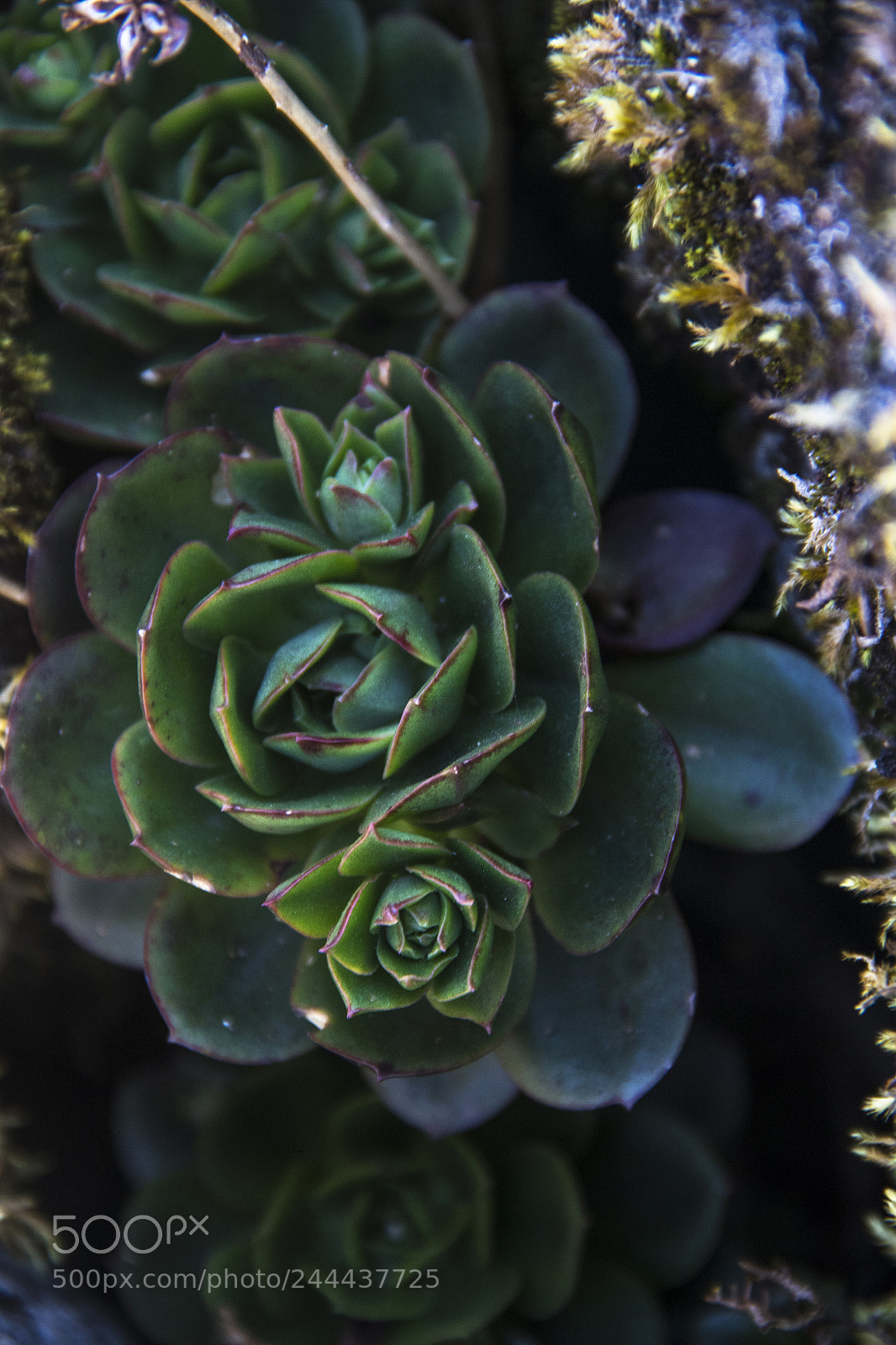 Canon EOS 7D Mark II sample photo. Agua manantial oro vida photography