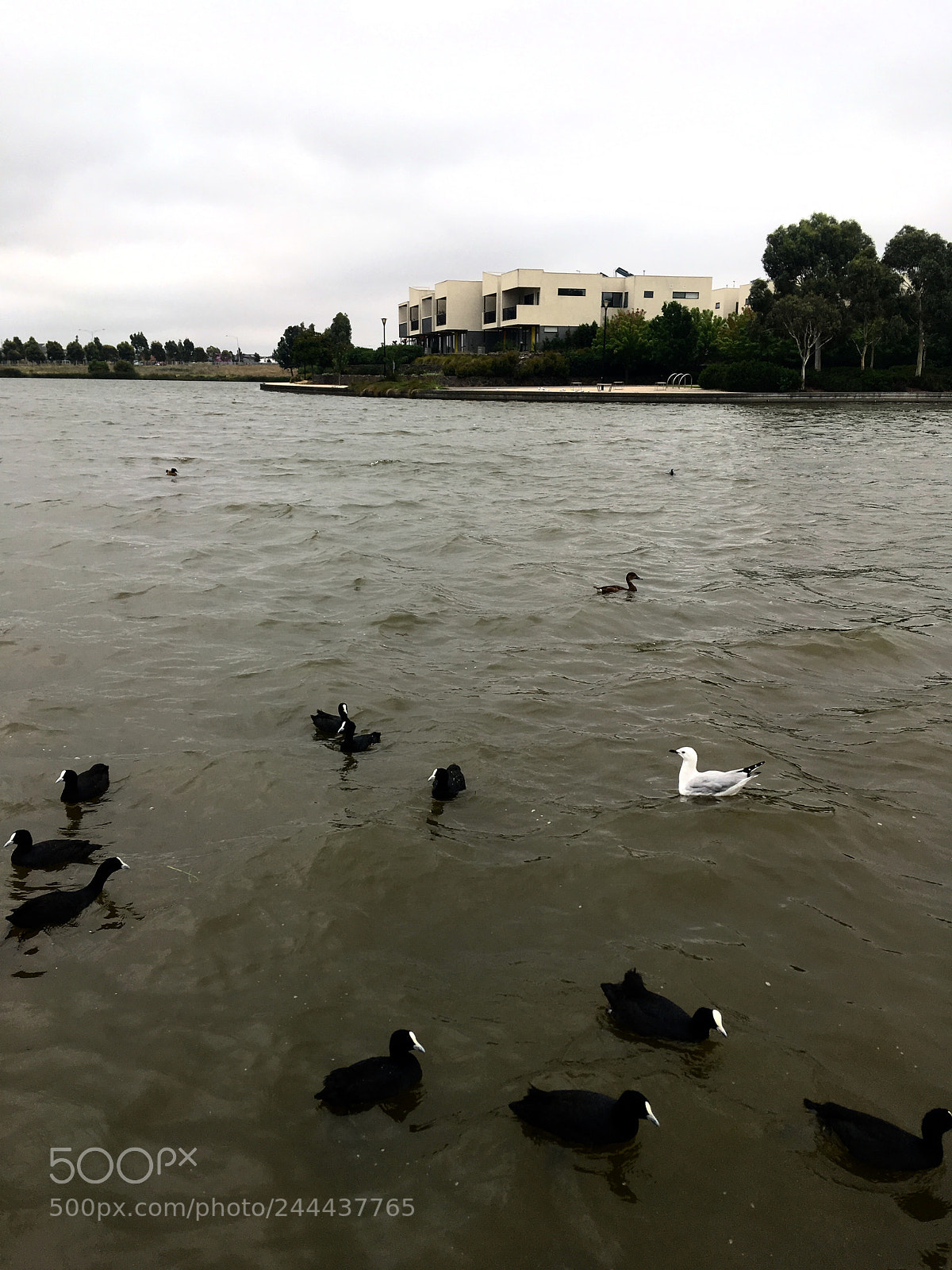 Apple iPhone SE sample photo. Lake full of birds photography