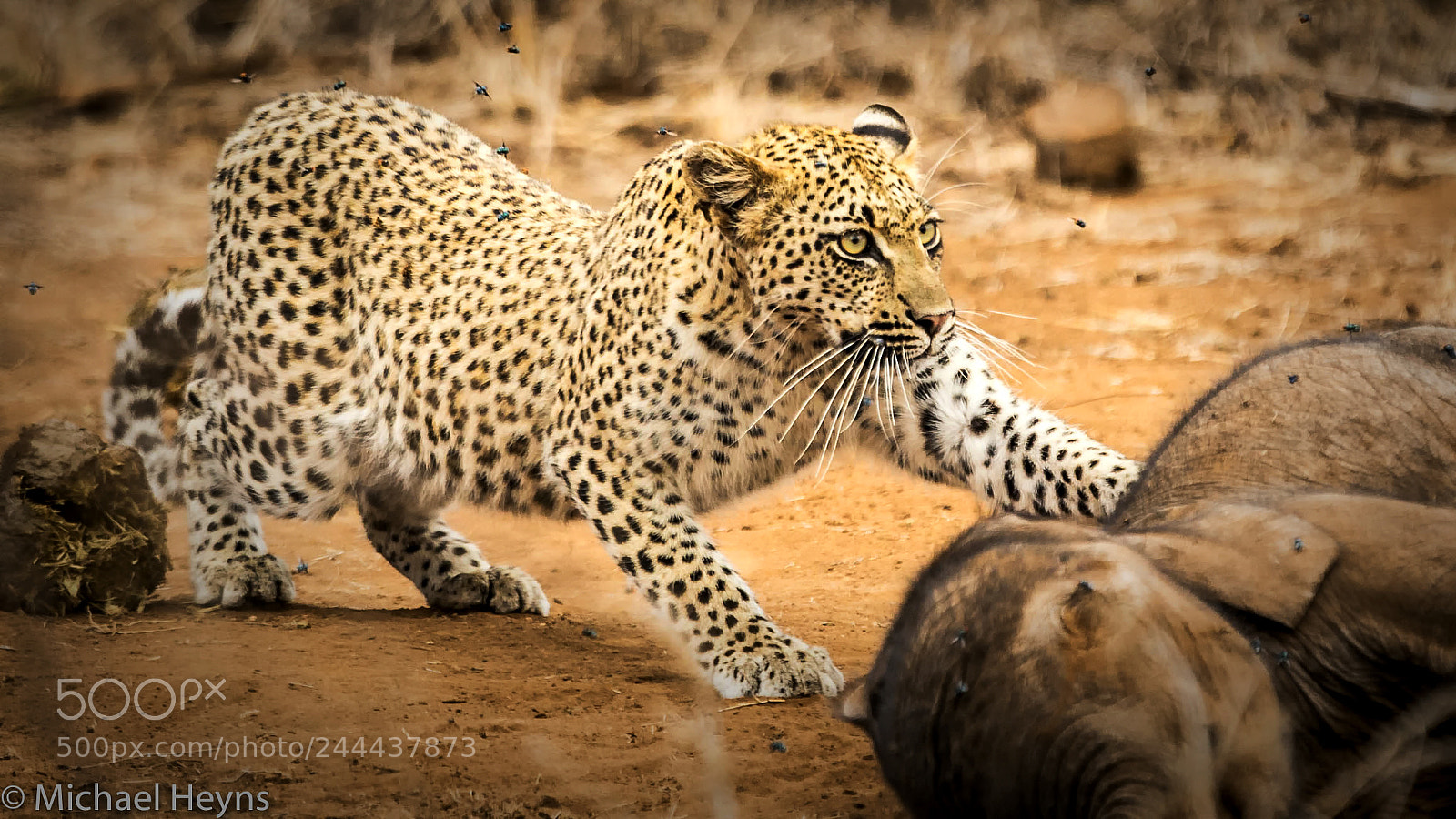 Canon EOS-1D X sample photo. Leopard and baby elephant photography