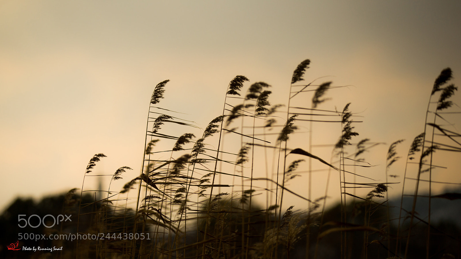 Canon EOS-1D X sample photo. Reed photography