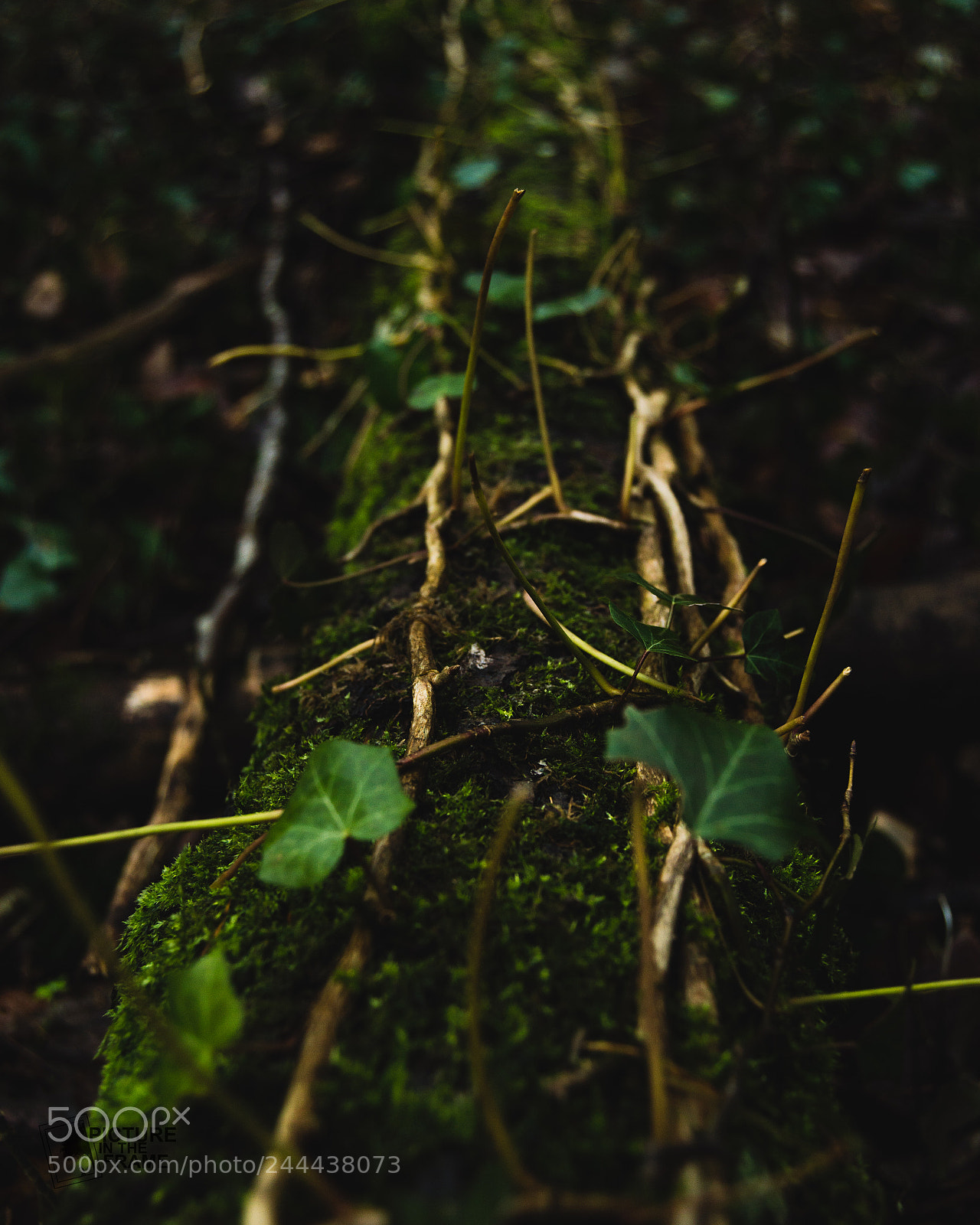 Nikon D3200 sample photo. Le vert de la photography