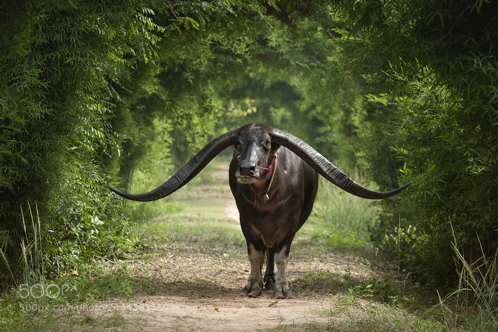Fujifilm X-E2 sample photo. Long horn buffalo photography