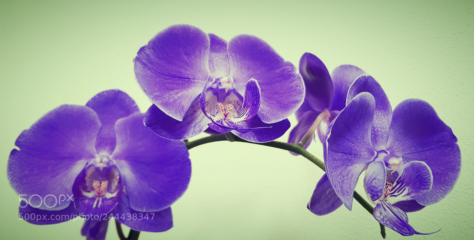 Samsung Galaxy S8+ sample photo. Orchid photography
