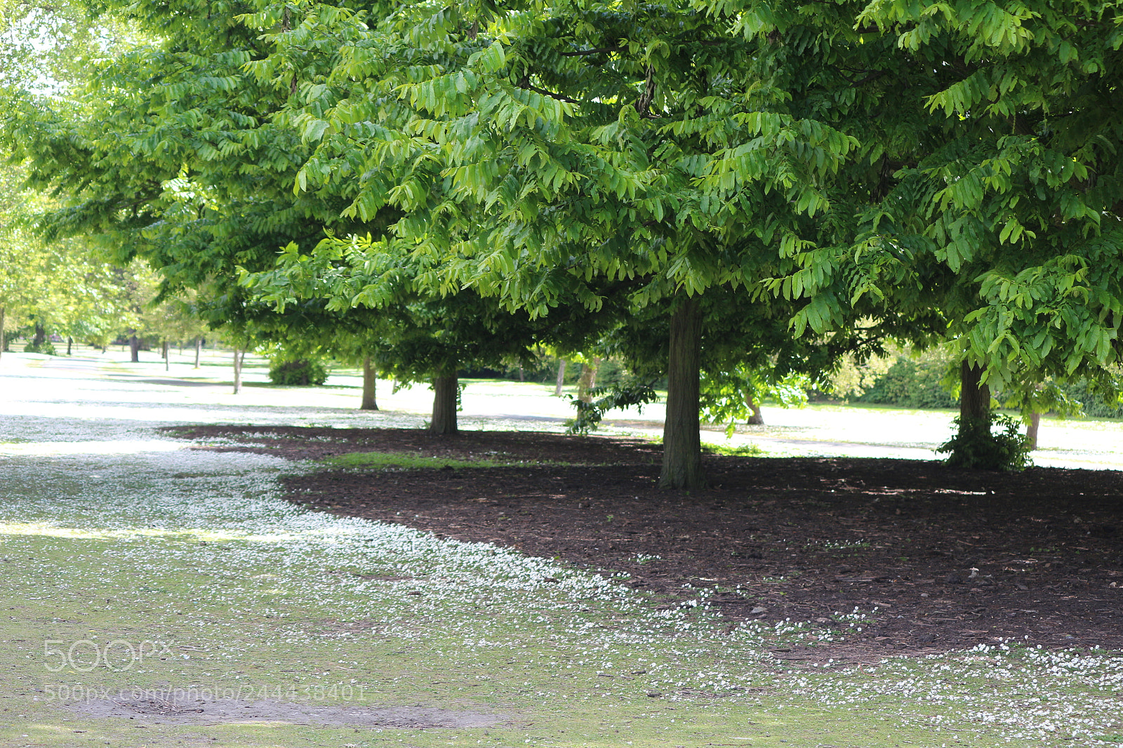 Canon EOS 650D (EOS Rebel T4i / EOS Kiss X6i) sample photo. Img photography