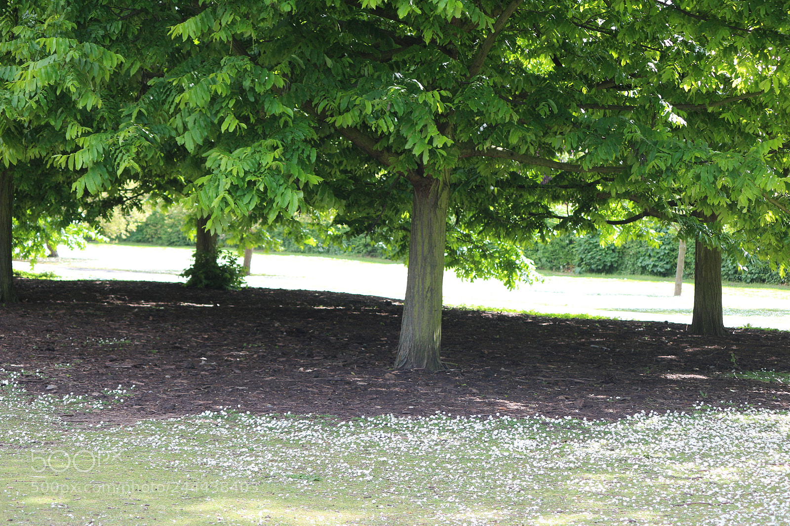 Canon EOS 650D (EOS Rebel T4i / EOS Kiss X6i) sample photo. Img photography
