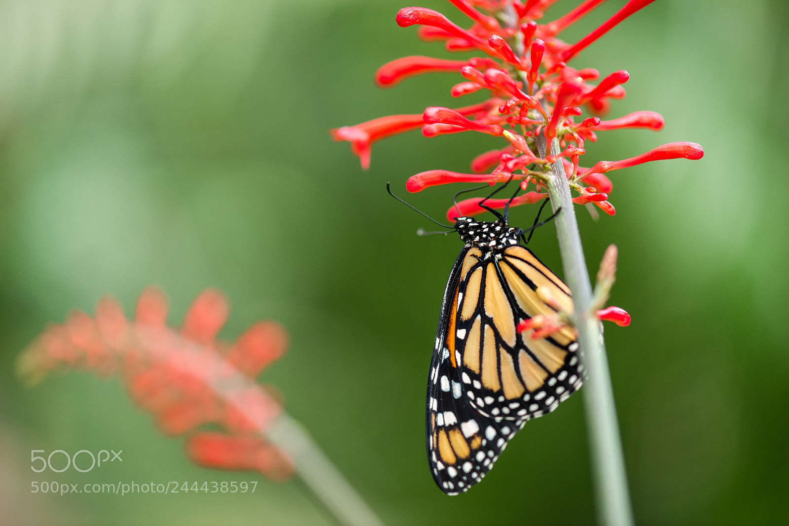 Nikon D800E sample photo. Another danaus plexippus (monarque) photography