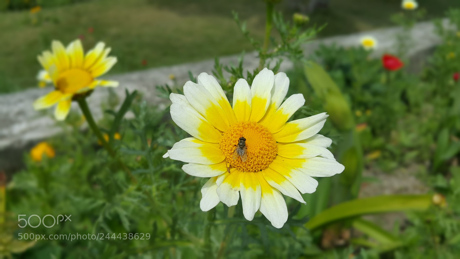 Samsung Galaxy Note4 sample photo. Fly on flower sometime...by photography