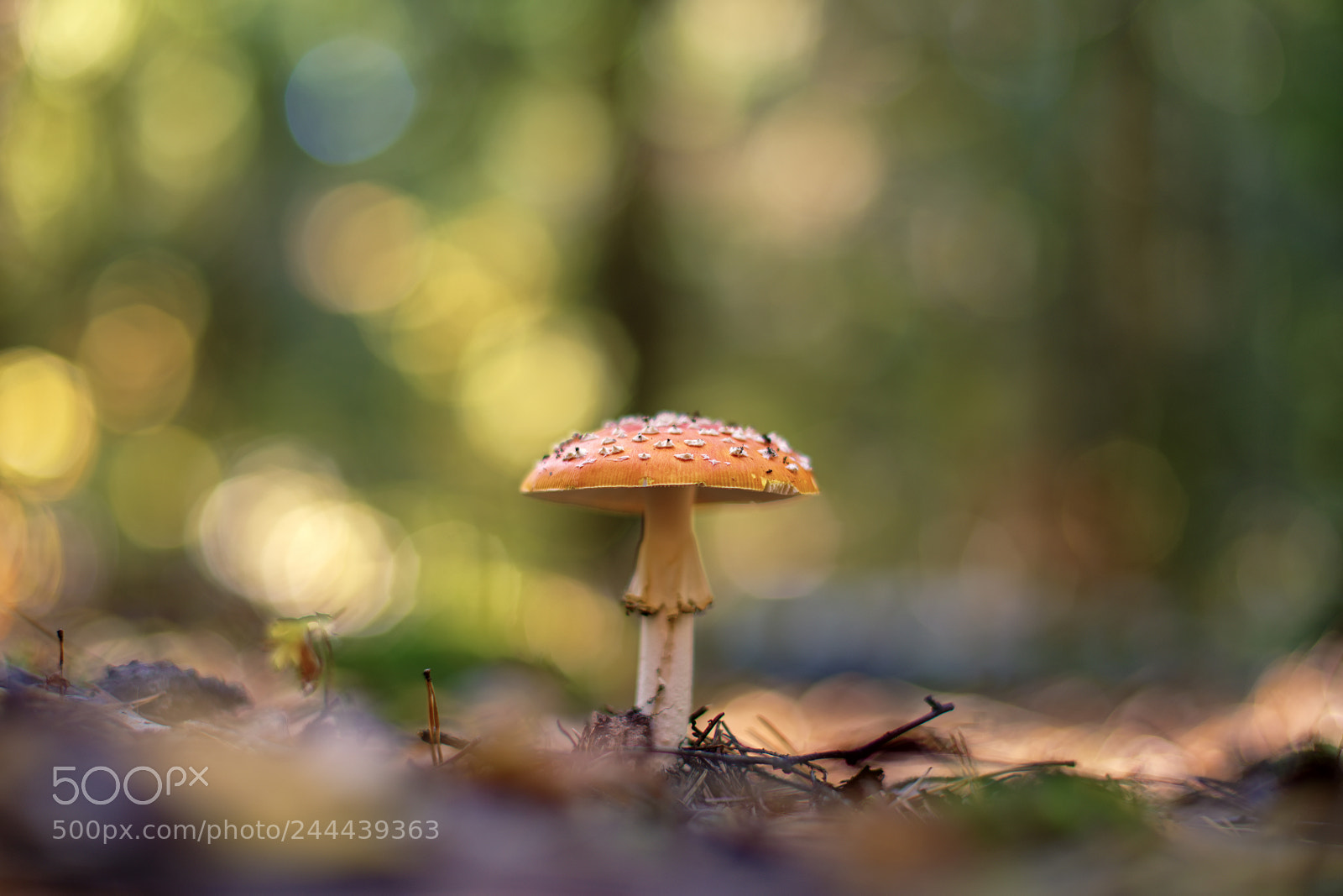 Pentax K-1 sample photo. Amanita muscaria photography