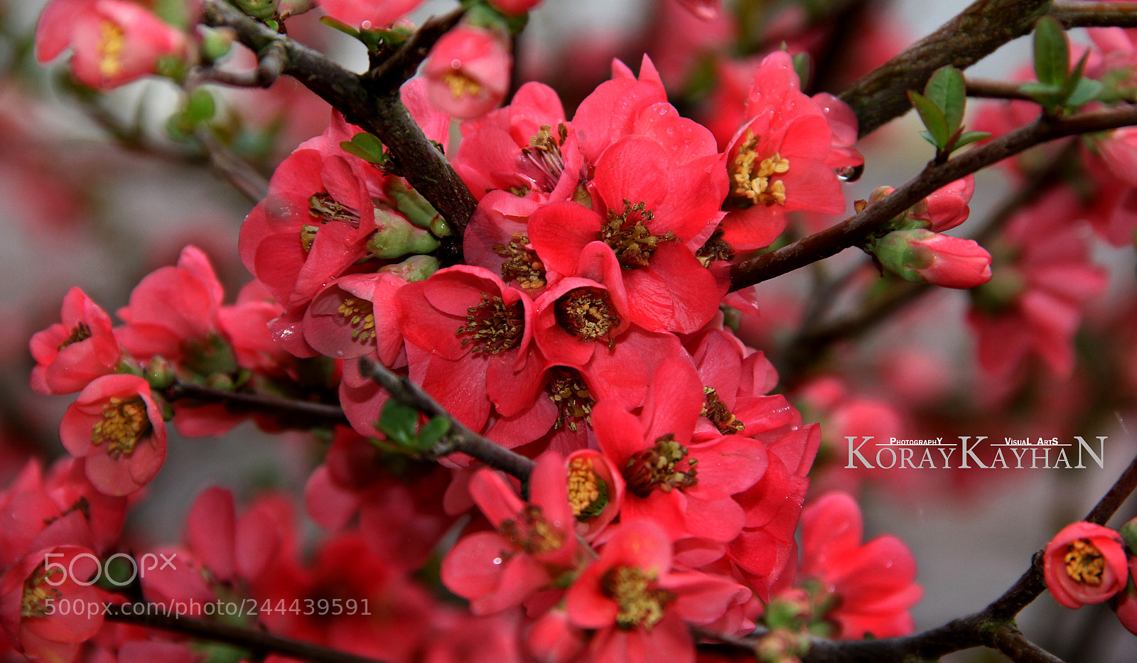 Canon EOS 60D sample photo. Pink fruit flowers photography