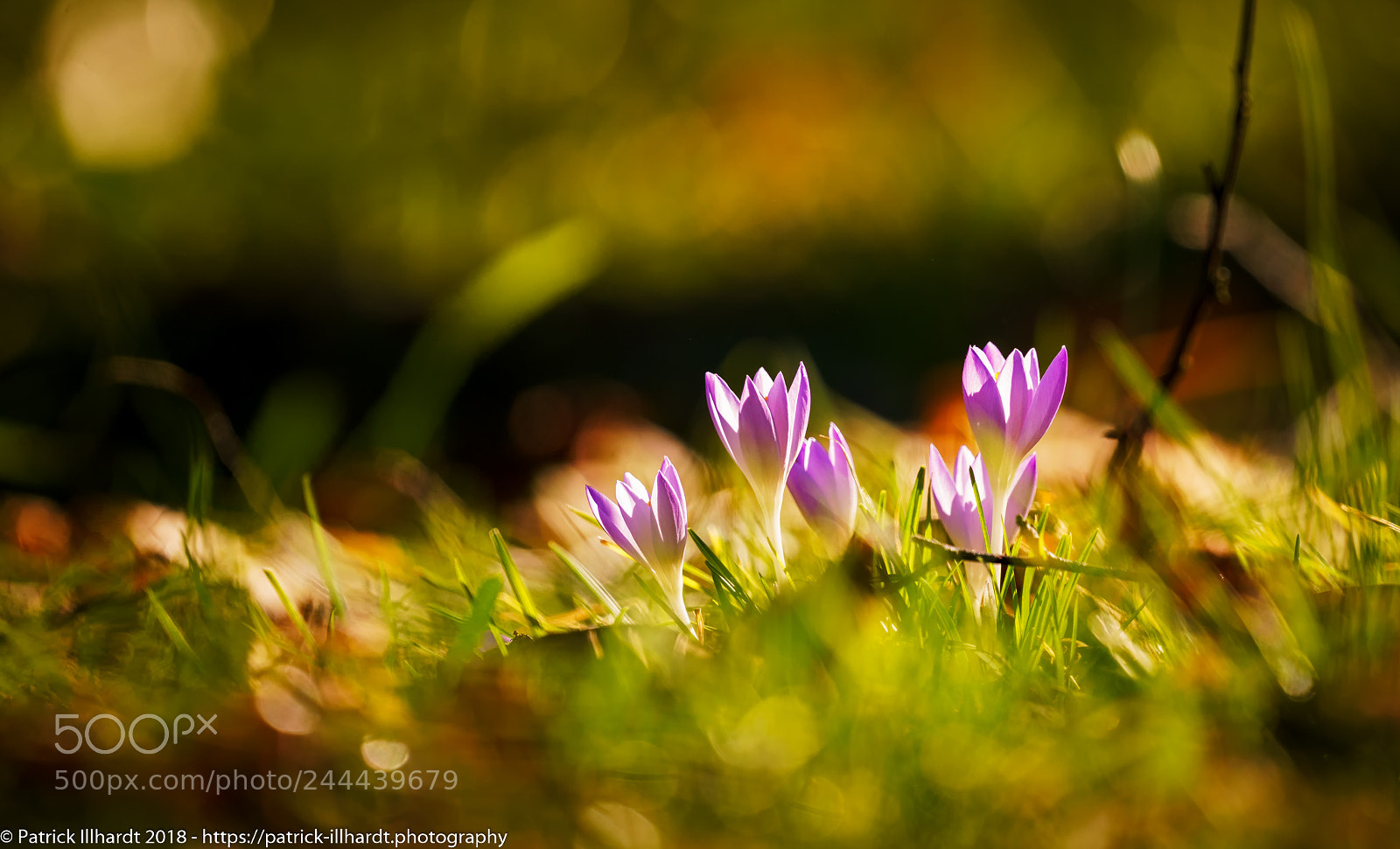 Sony a7R sample photo. Spring is coming photography