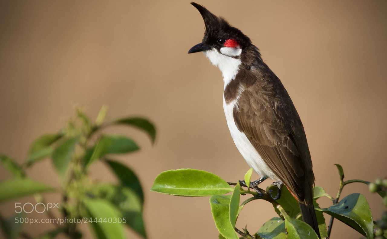 Canon EOS 60D sample photo. Red-whiskered bulbul photography