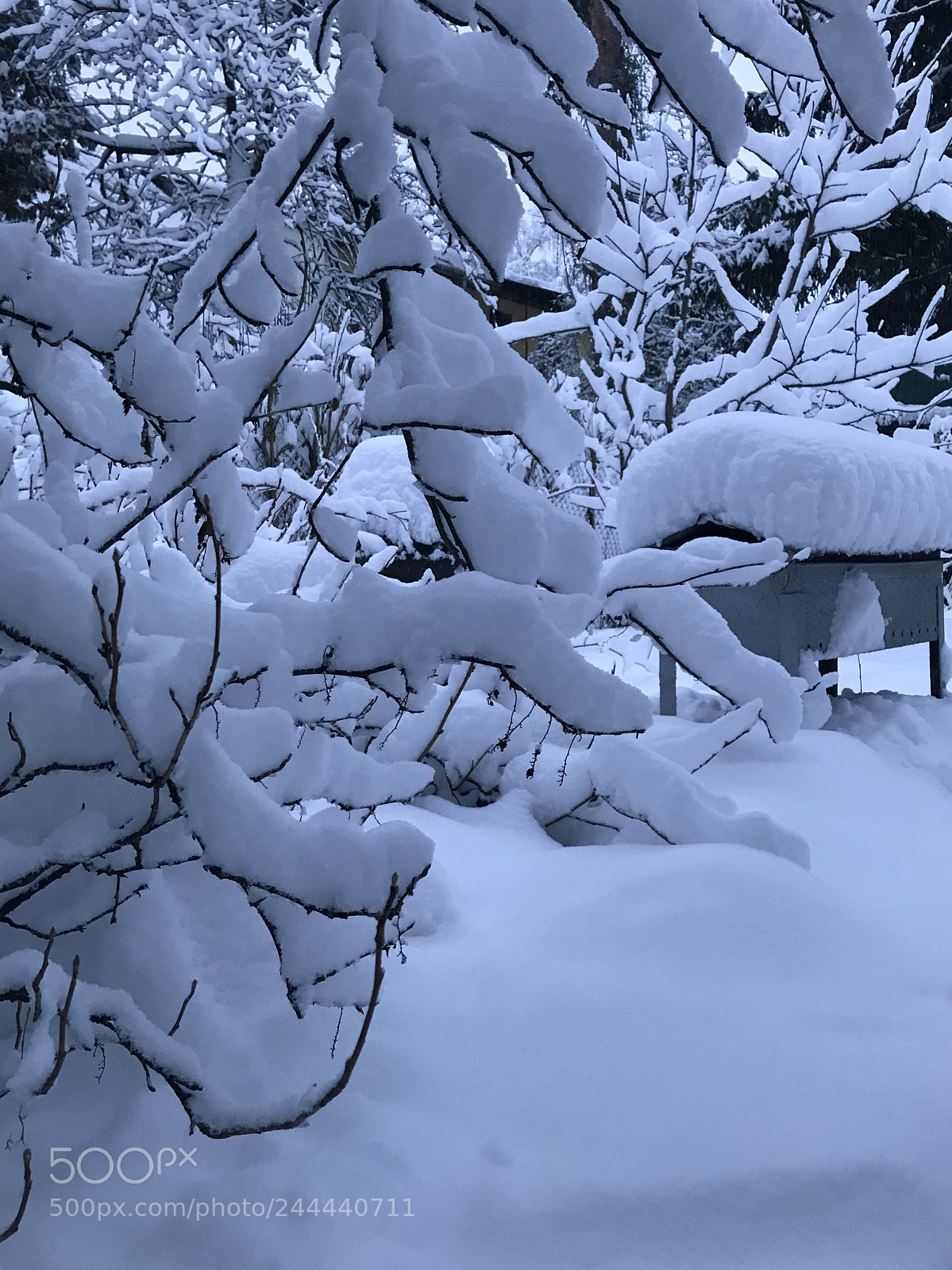 Apple iPhone 7 sample photo. Winter, january, russia photography