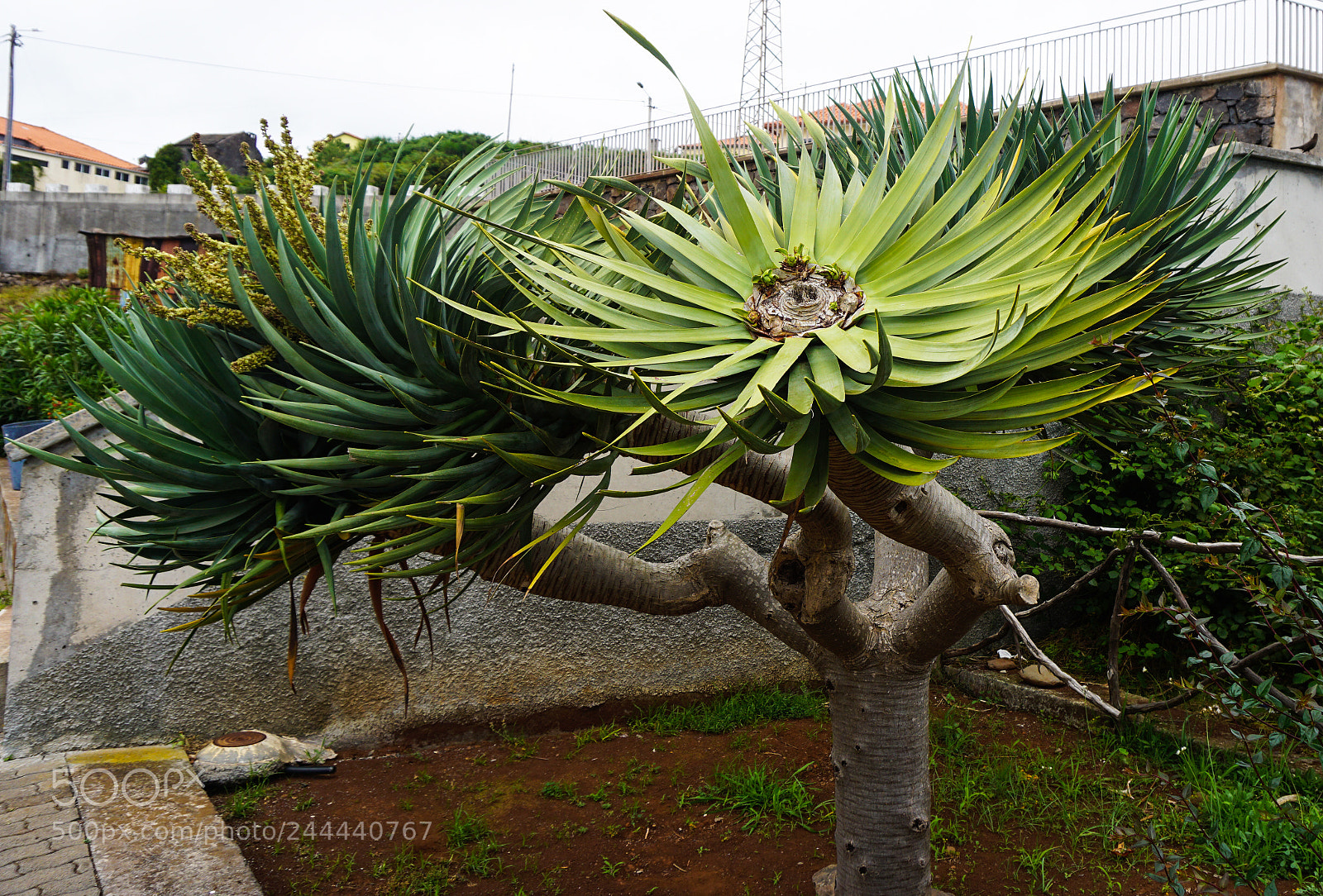 Sony a5100 sample photo. Portugal photography