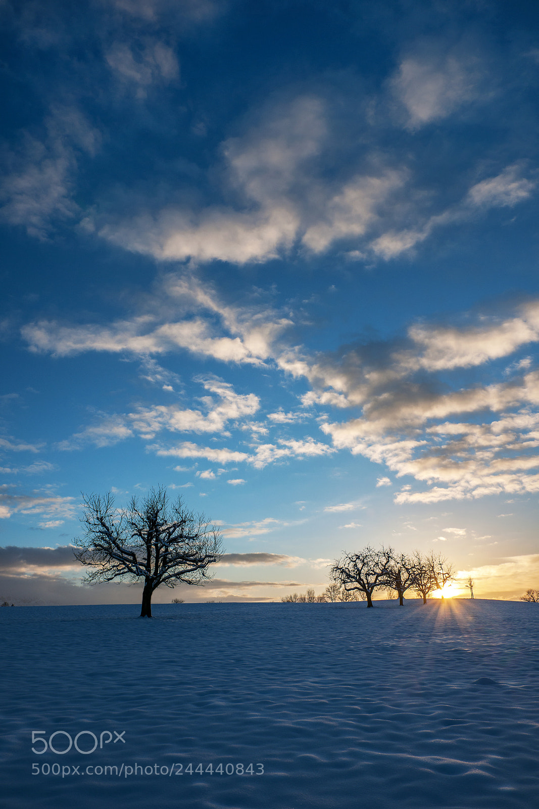 Nikon D3X sample photo. Winter trees i photography