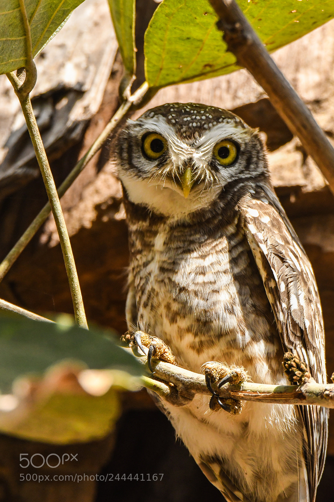 Nikon D500 sample photo. Spotted owlet photography