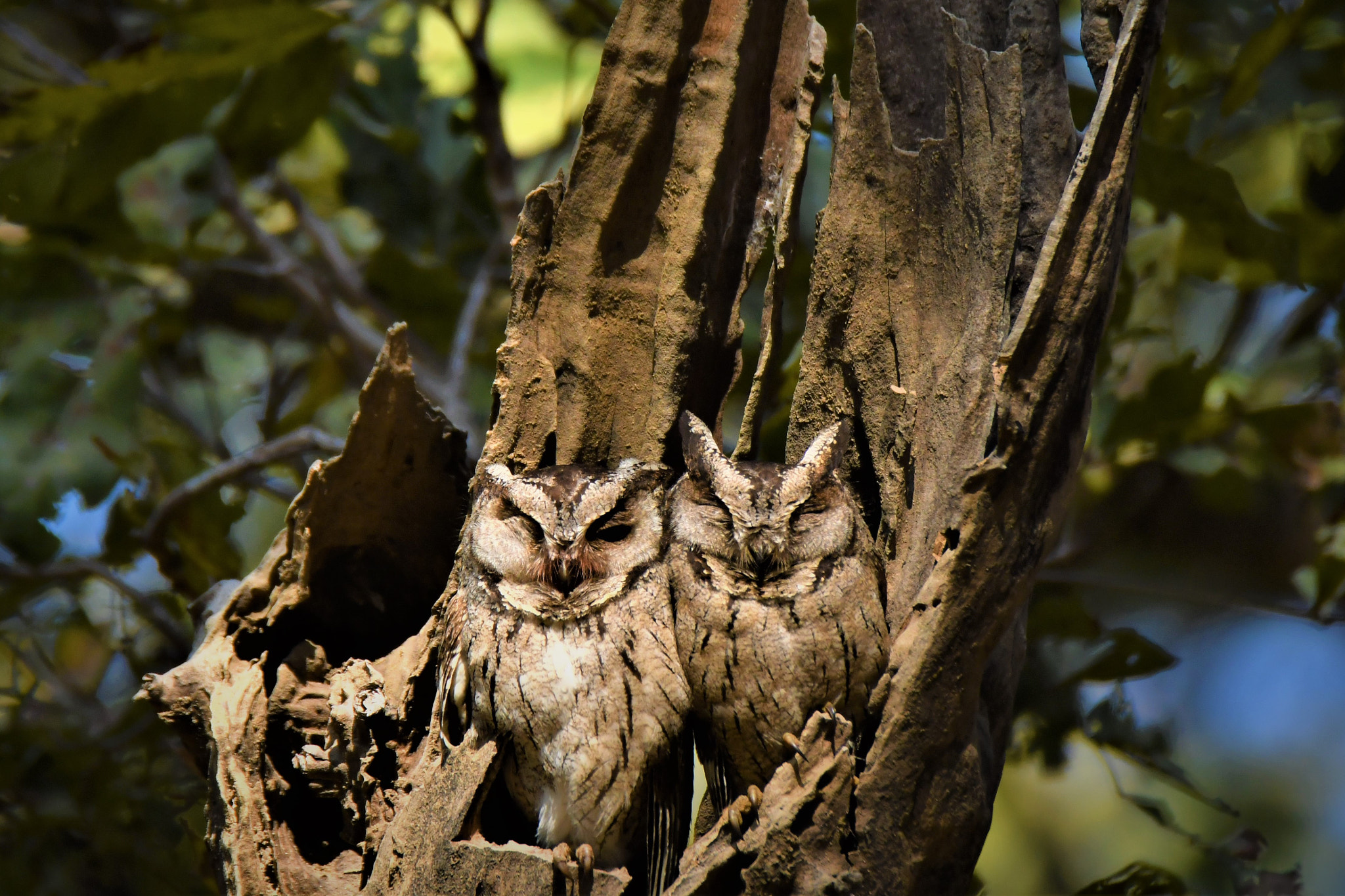 Nikon D500 sample photo. Indian scoops owl photography