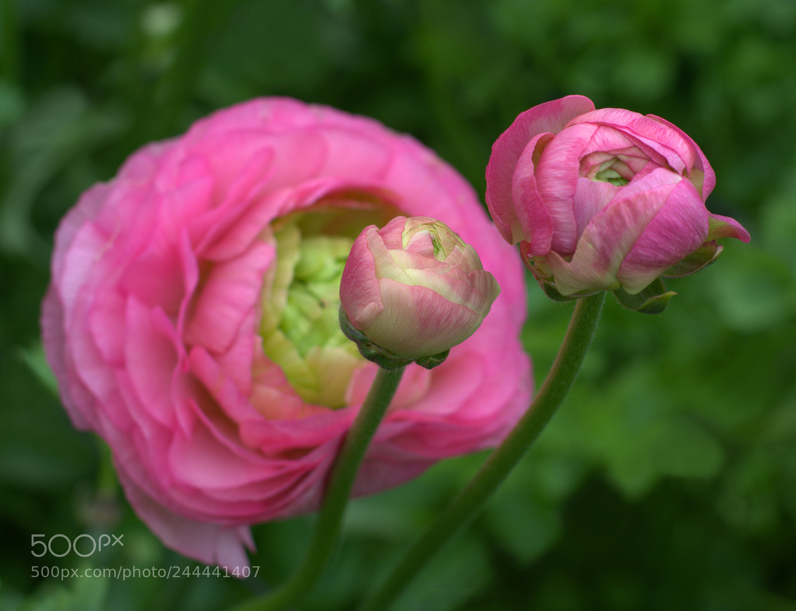 Nikon D7100 sample photo. SpringⅢ photography