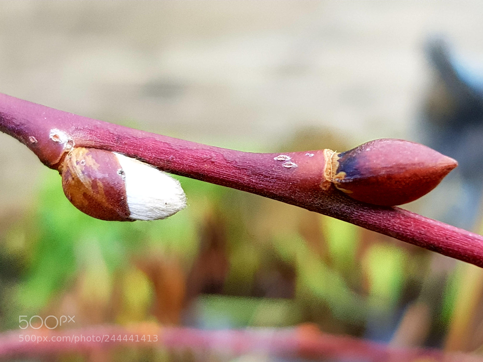 Samsung Galaxy S8 sample photo. Promesse photography