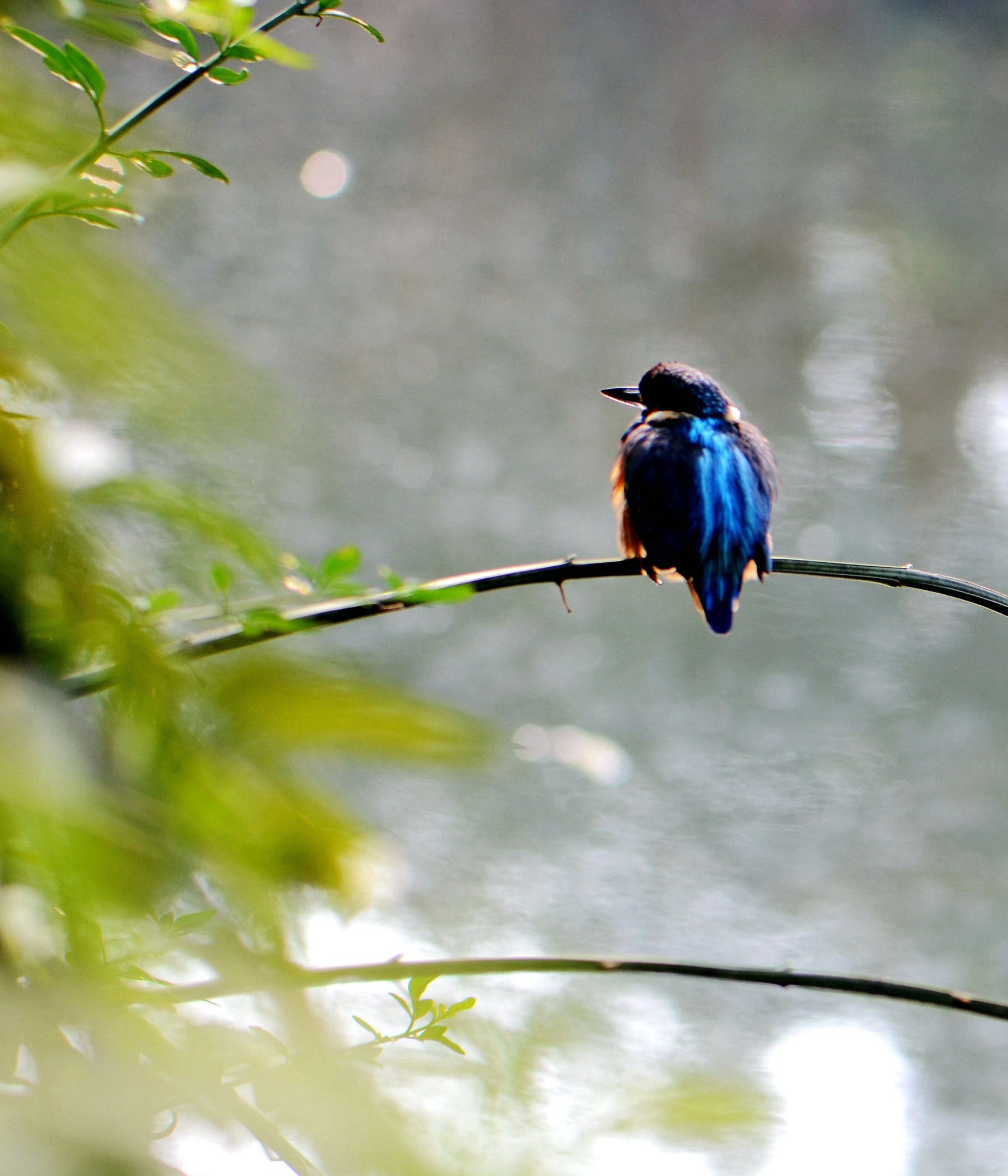 Nikon AF-S Micro-Nikkor 105mm F2.8G IF-ED VR sample photo. 栖霞 photography