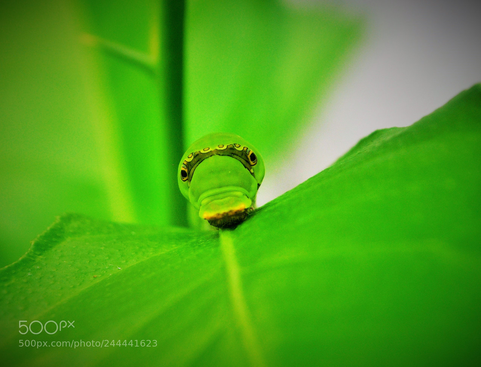 Nikon D5000 sample photo. I see you ... photography