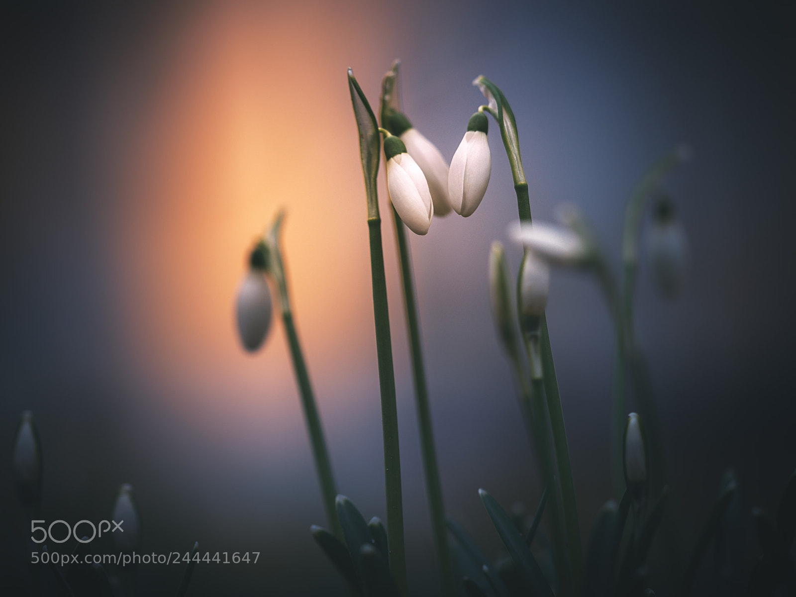 Sony a7R III sample photo. Tête-a-tête photography