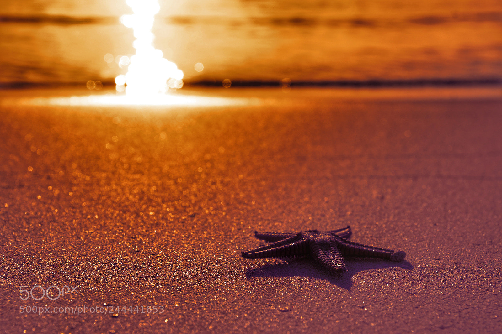 Sony SLT-A77 sample photo. Star photography