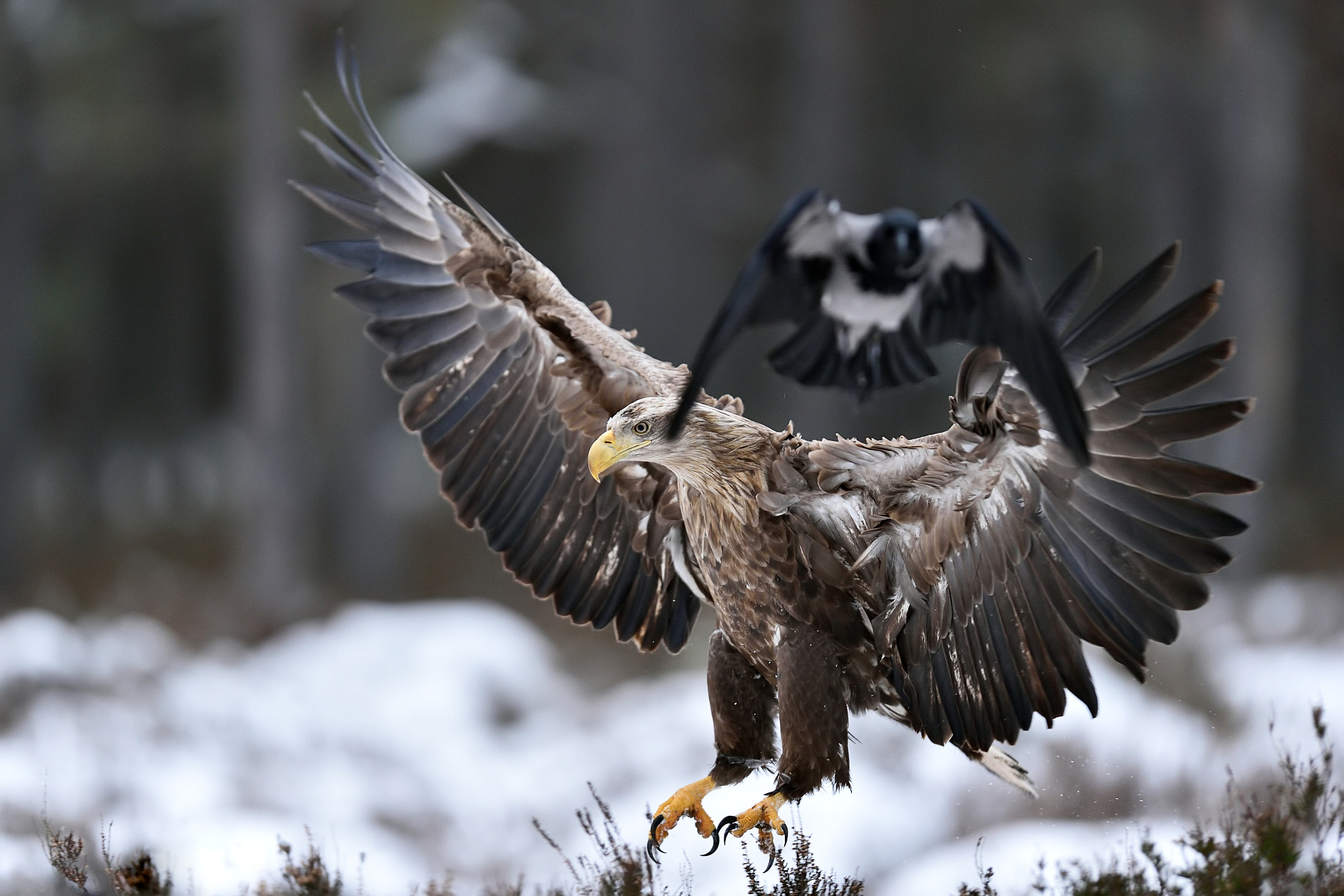 Nikon AF-S Nikkor 400mm F2.8G ED VR II sample photo. The arrival of the king brings a wind to the other`s wings photography