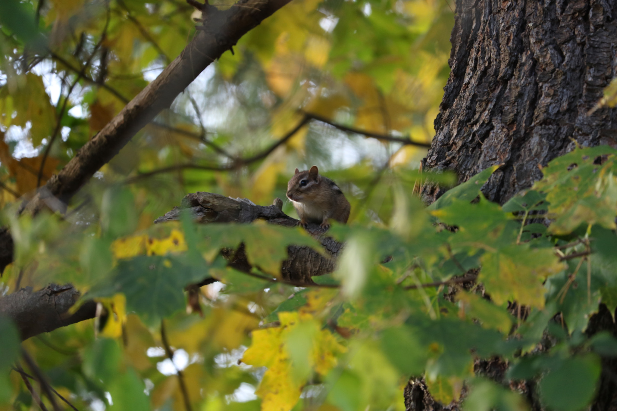Canon EOS 760D (EOS Rebel T6s / EOS 8000D) + Canon EF-S 55-250mm F4-5.6 IS STM sample photo. Chipmunk hanging out in a tree photography
