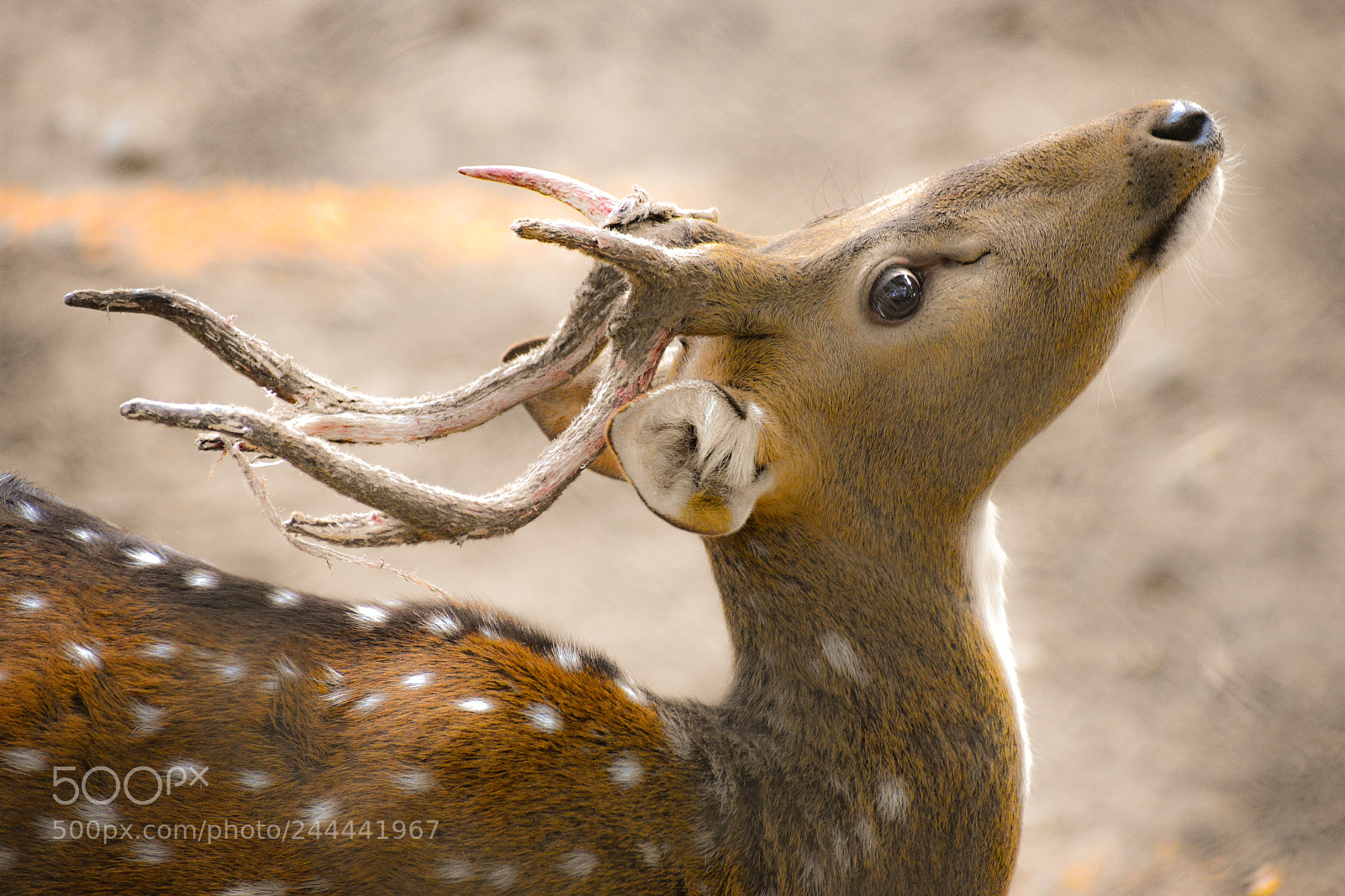 Nikon D3400 sample photo. Indian spotted deer... photography