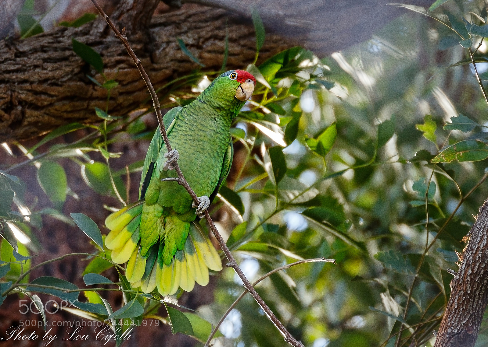 Canon EOS 7D Mark II sample photo. Parrot8271.jpg photography