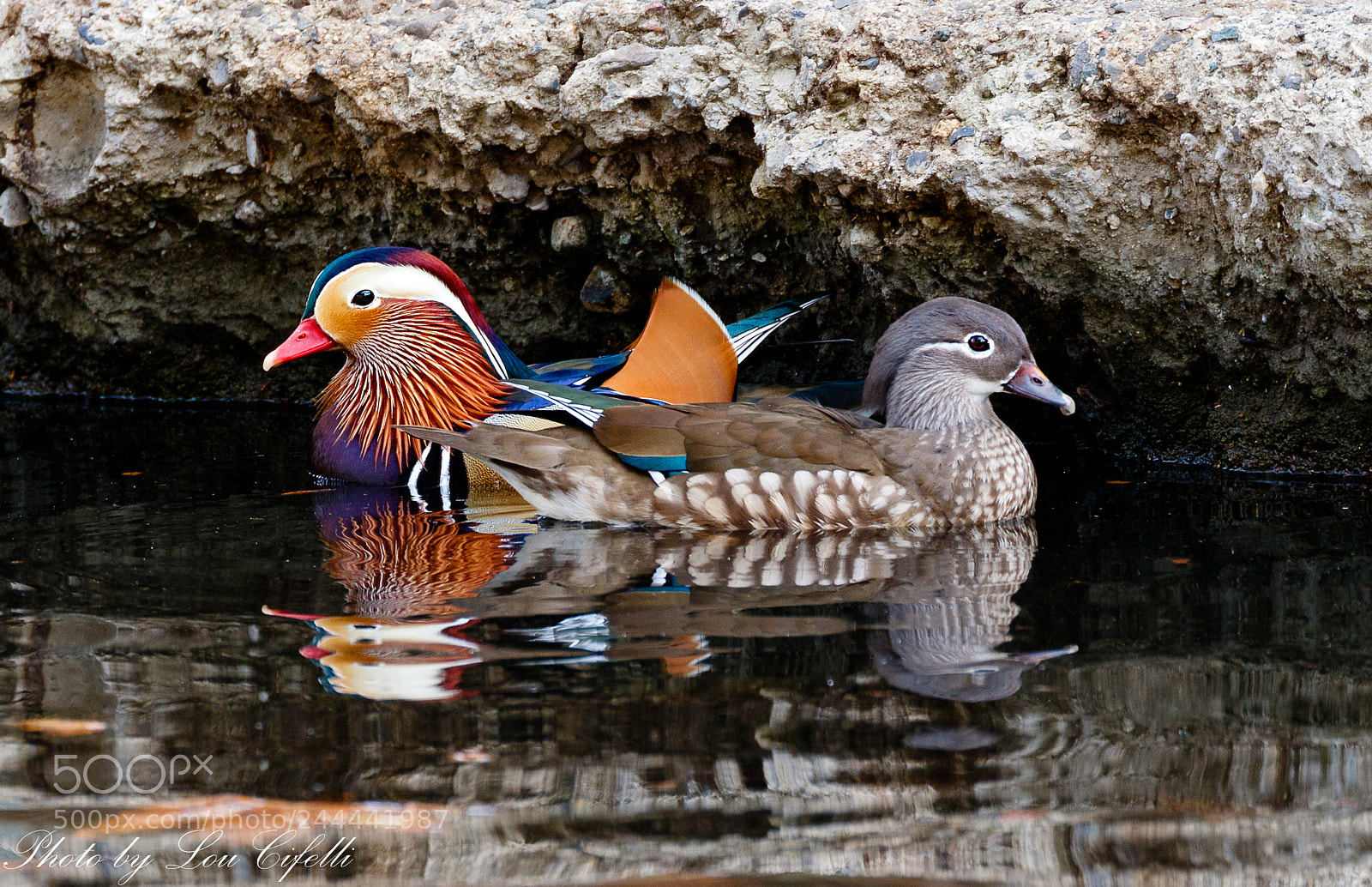 Canon EOS 7D Mark II sample photo. Mandarin8449.jpg photography