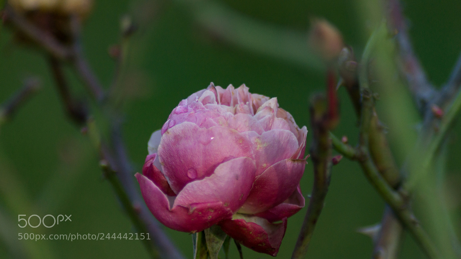 Sony SLT-A65 (SLT-A65V) sample photo. First rose after the photography