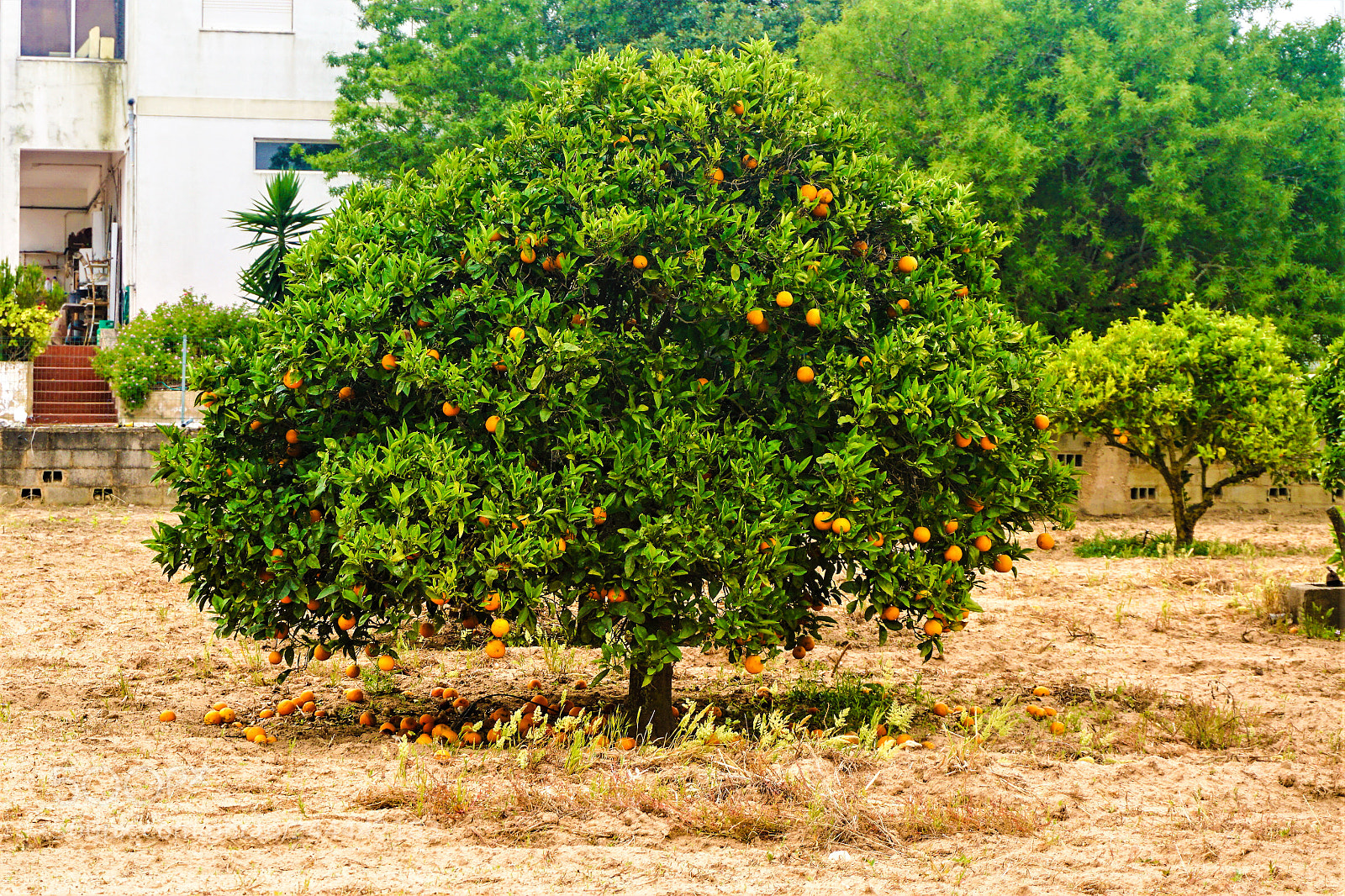 Sony a5100 sample photo. Portugal photography