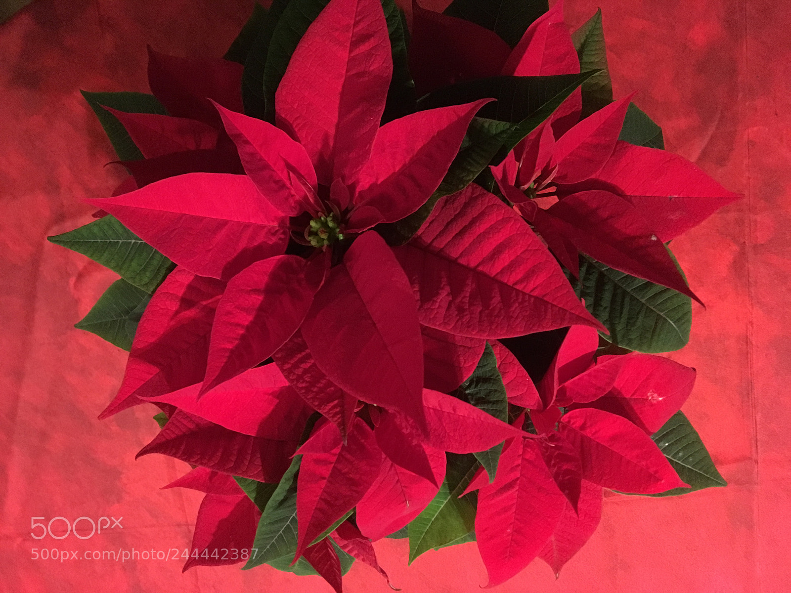 Apple iPhone SE sample photo. Poinsettia ou toile de photography