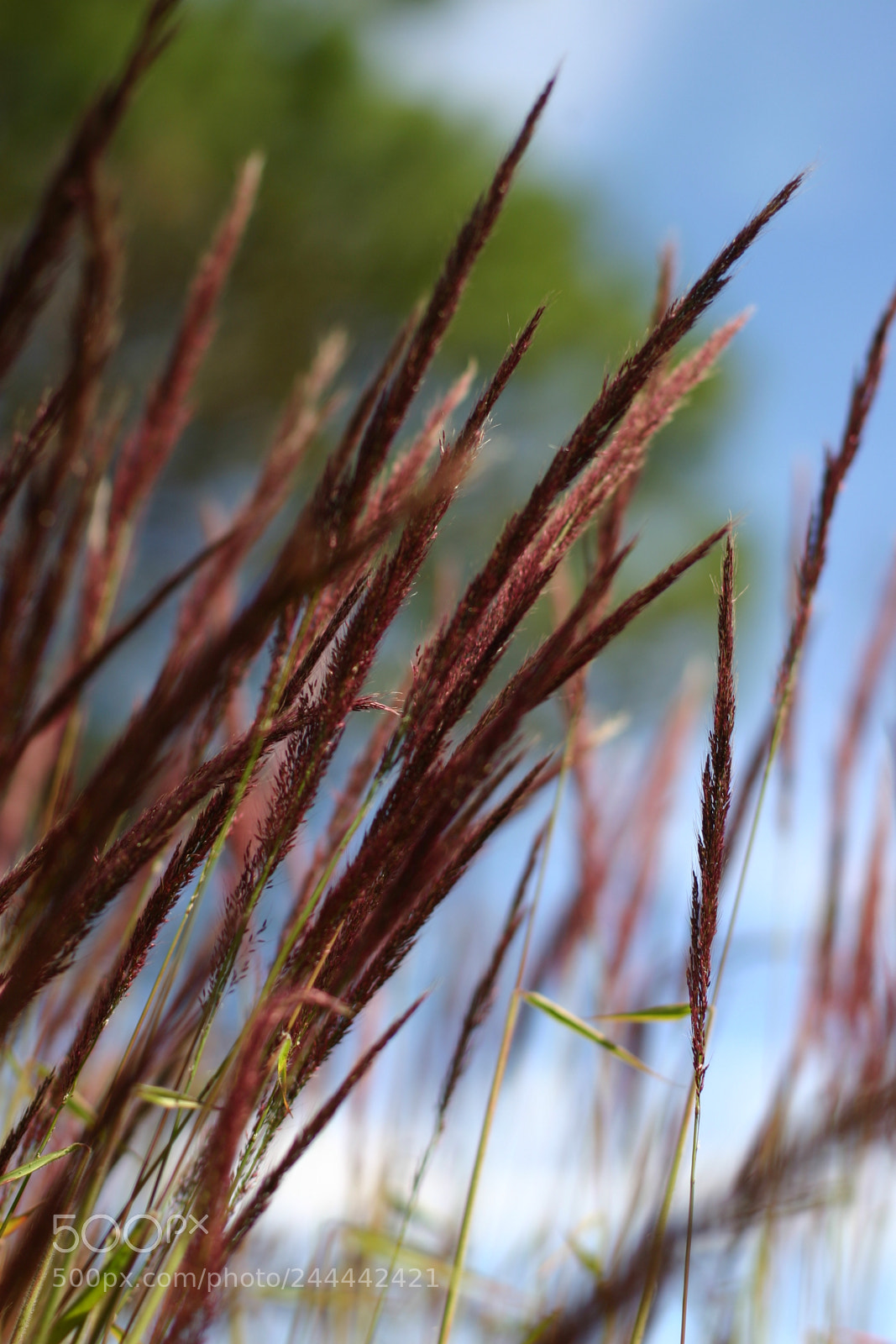 Canon EOS 300D (EOS Digital Rebel / EOS Kiss Digital) sample photo. Reeds flowers photography