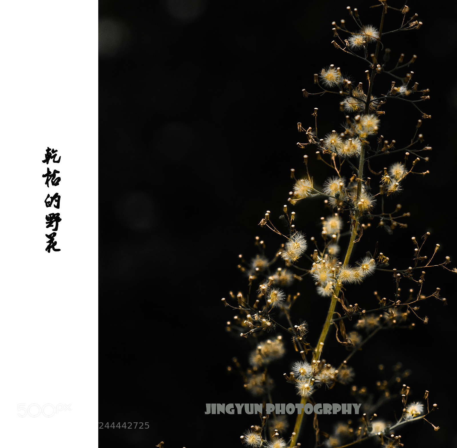 Nikon D810 sample photo. Untitled photography