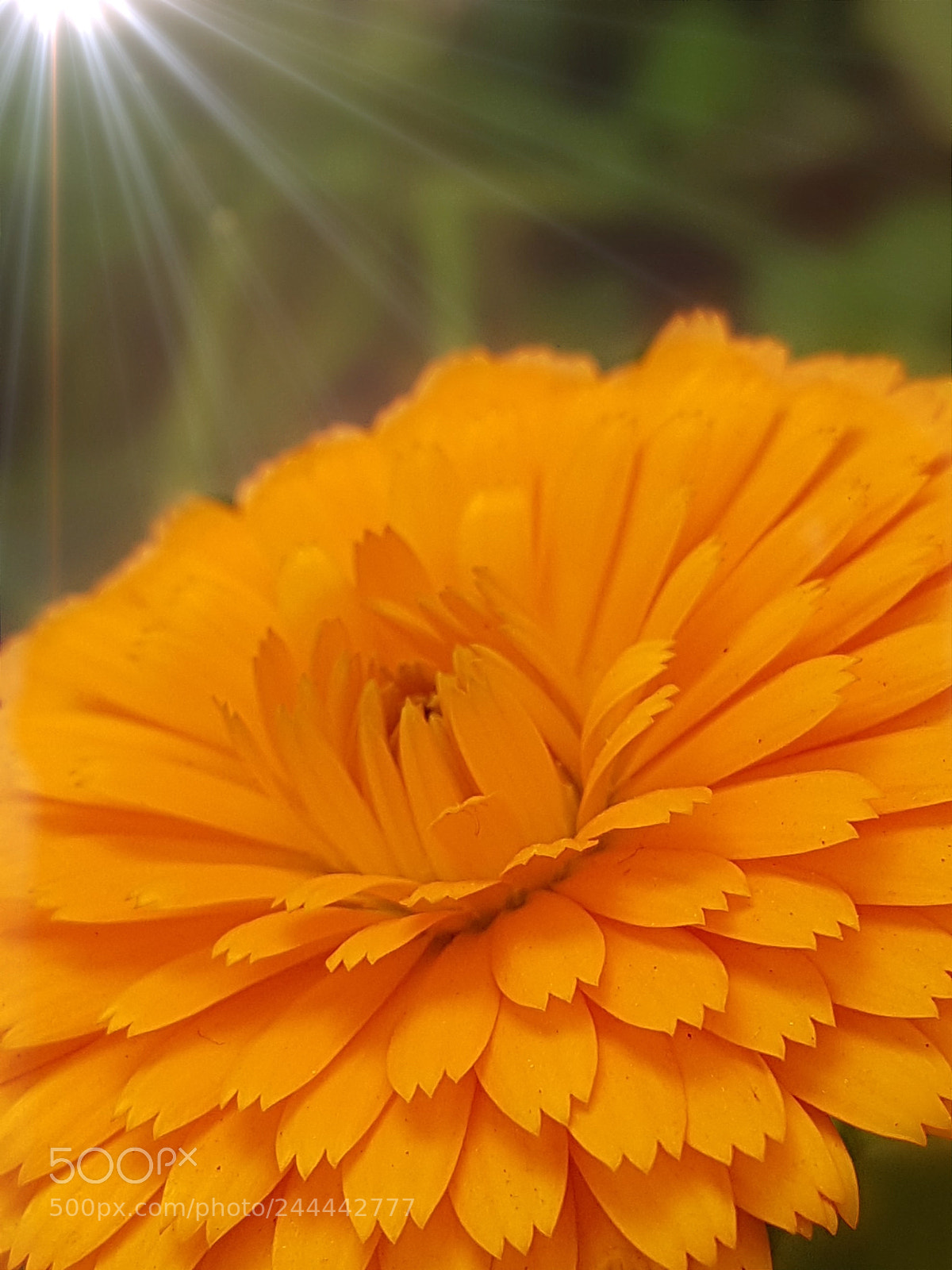 Samsung Galaxy S7 Edge sample photo. Untitled photography
